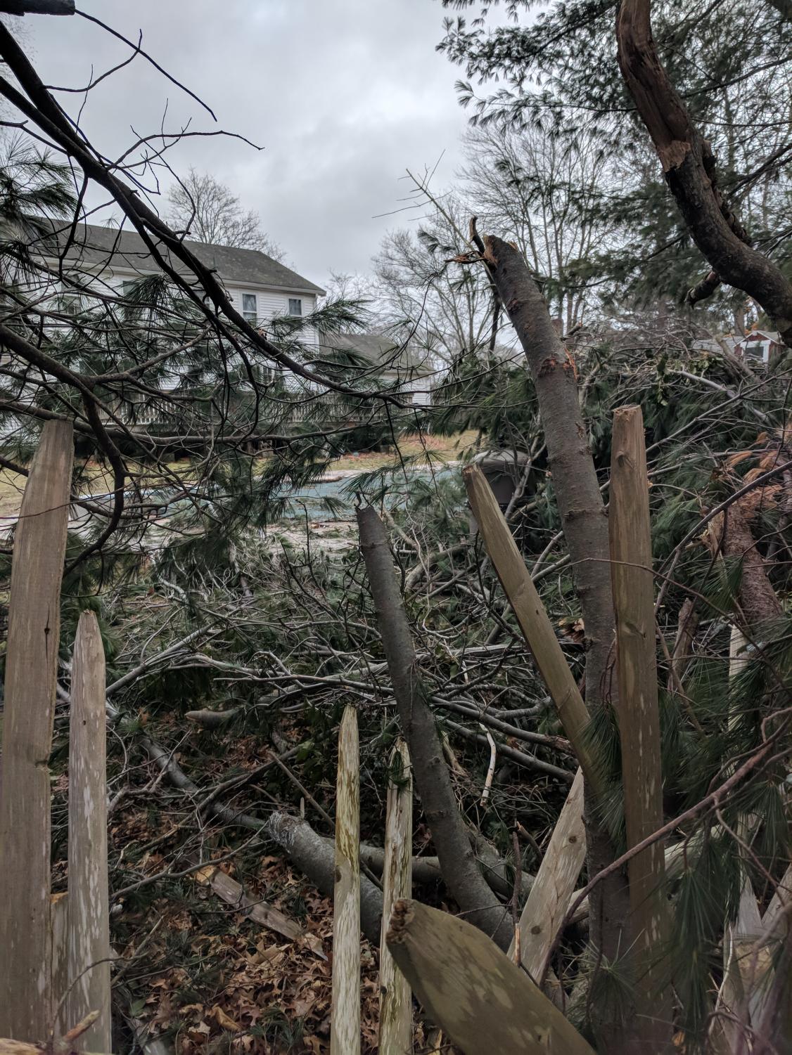 A broken fence and downed trees litter Ms. Fennelly's yard before spring cleanup begins.