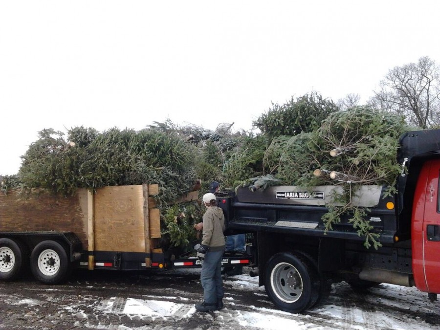 A scout tends to the trees picked up by his team over the course of the day. 