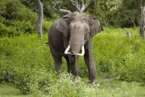 March's Animal of the Month: The Indian Elephant.