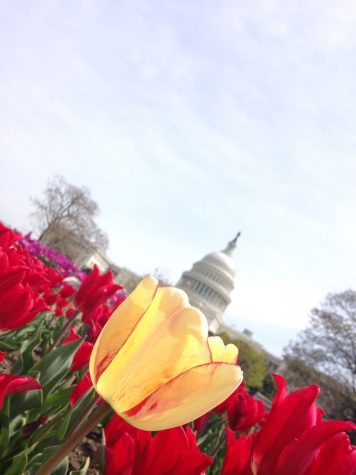 This picture was taken by Junior Catherine Wilk during her April vacation trip to Washington D.C. 