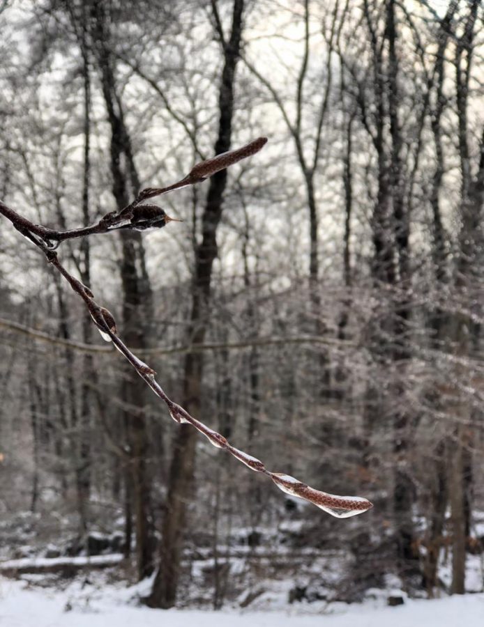 By Monday, the rain from this weekends noreaster had frozen over, coating trees- and roads- in ice. 
