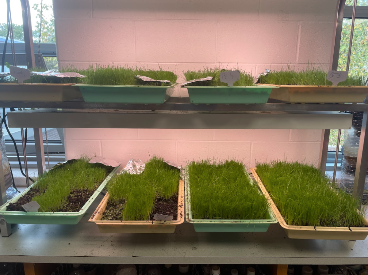 Plant samples from AP Environmental Science in Mr. Hutcheson’s classroom
By: Ethan Warhaftig
