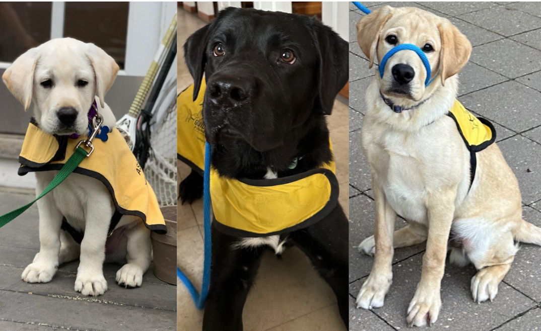 Pictured left to right, future assistance dogs Louis, Max, and Henkie taken by Caitlin O’Driscoll