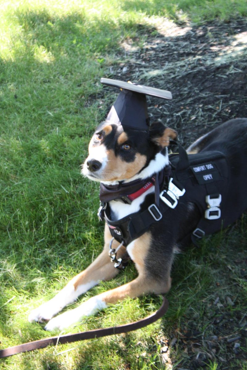 Opry, the school's comfort dog, in a graduation cap on Saturday. Credit: Joshua Ross