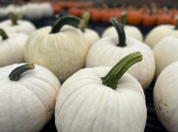 Pumpkins at C.N. Smith Farm in Bridgewater MA (Photo by Abigail Zimmerman)
