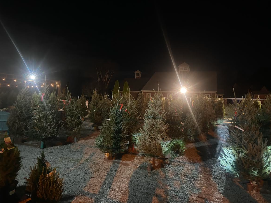 Picture shows trees to choose from at Weston Nurseries in Hingham Ma. Photo Credits Celia McCarthy
