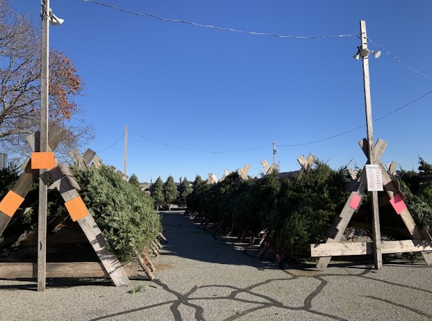 The Hingham Congregational Church opens the Christmas tree lot at Hingham Harbour for the holiday season. 
