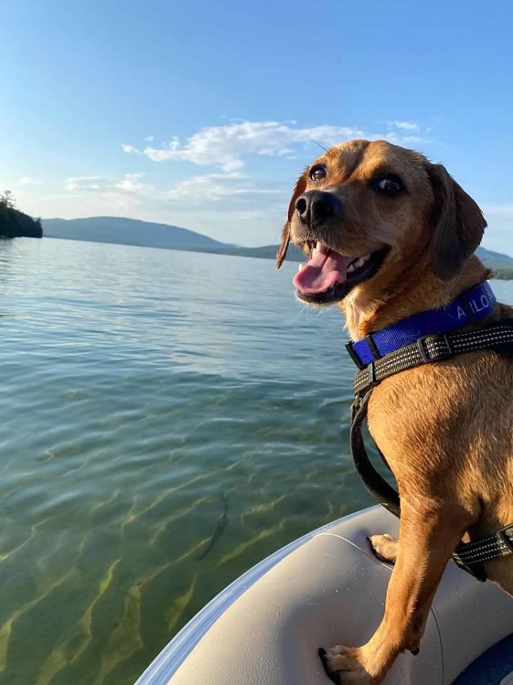 Rescue puppy Arlo Joseph enjoys his first day on the boat on Newfound Lake. 