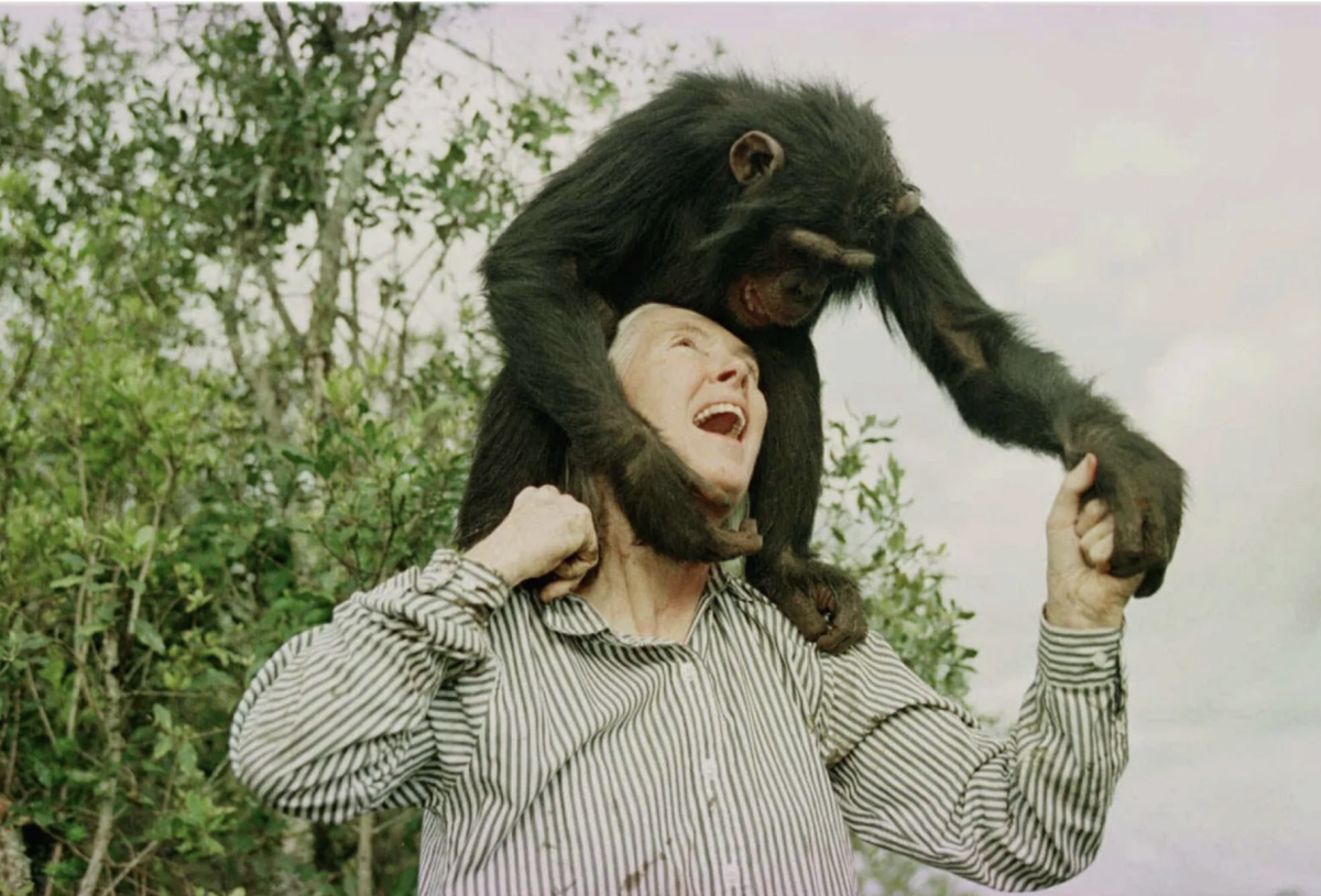 Jane Goodall playing with Bahati, a 3-year-old chimpanzee, at the Sweetwaters Chimpanzee Sanctuary in 1997.