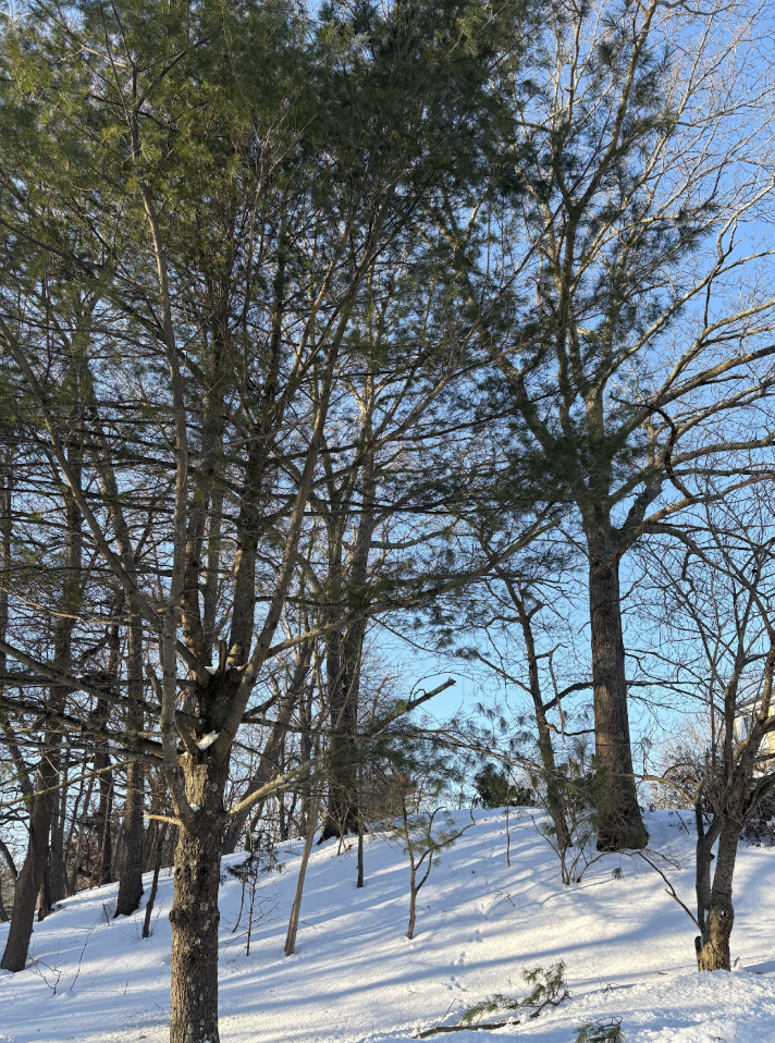 A winter wonderland has taken over Hingham.