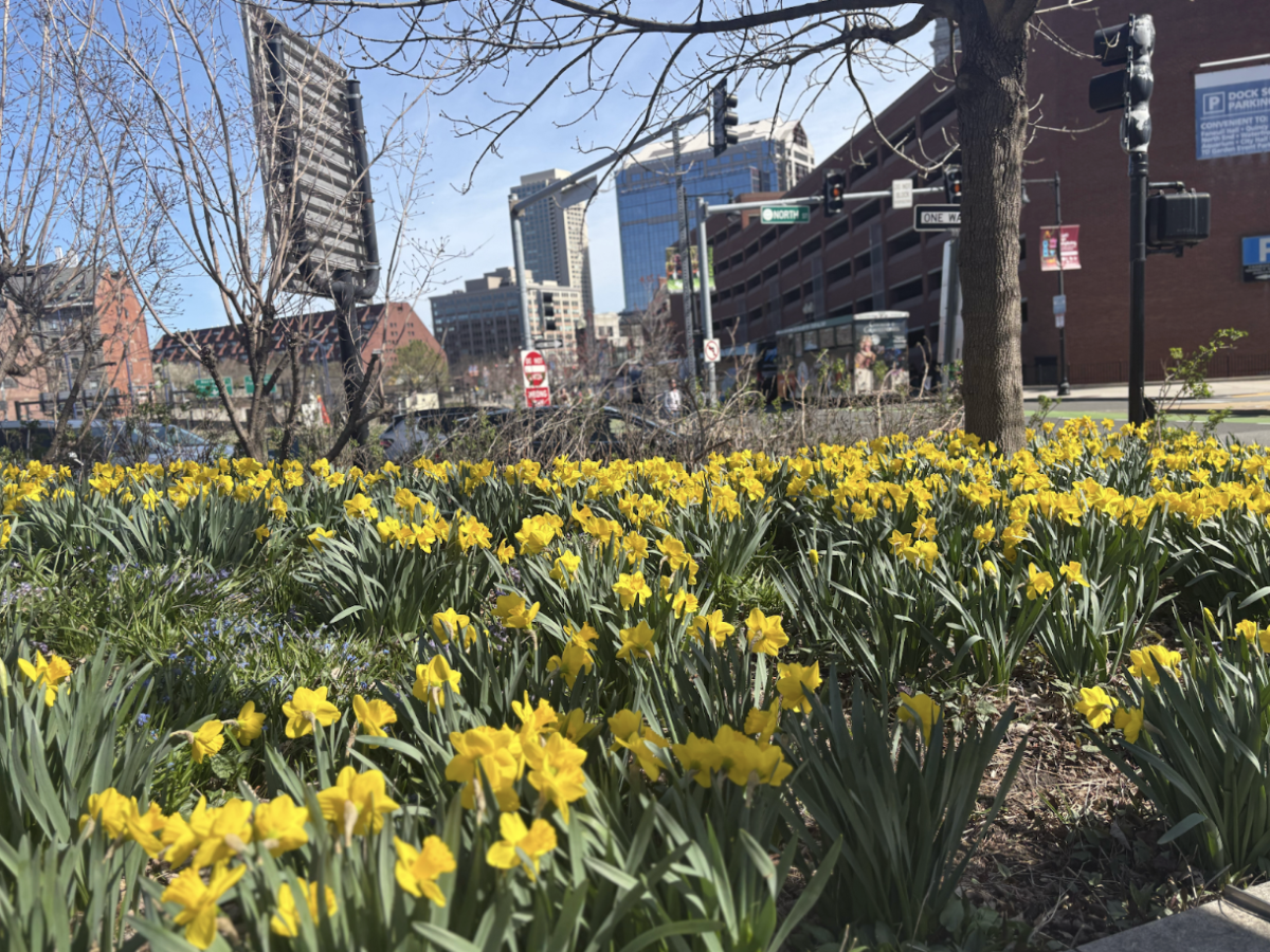 A flower bed of daffodils in Boston from April of 2025, one of the many things to look forward to as spring nears. 