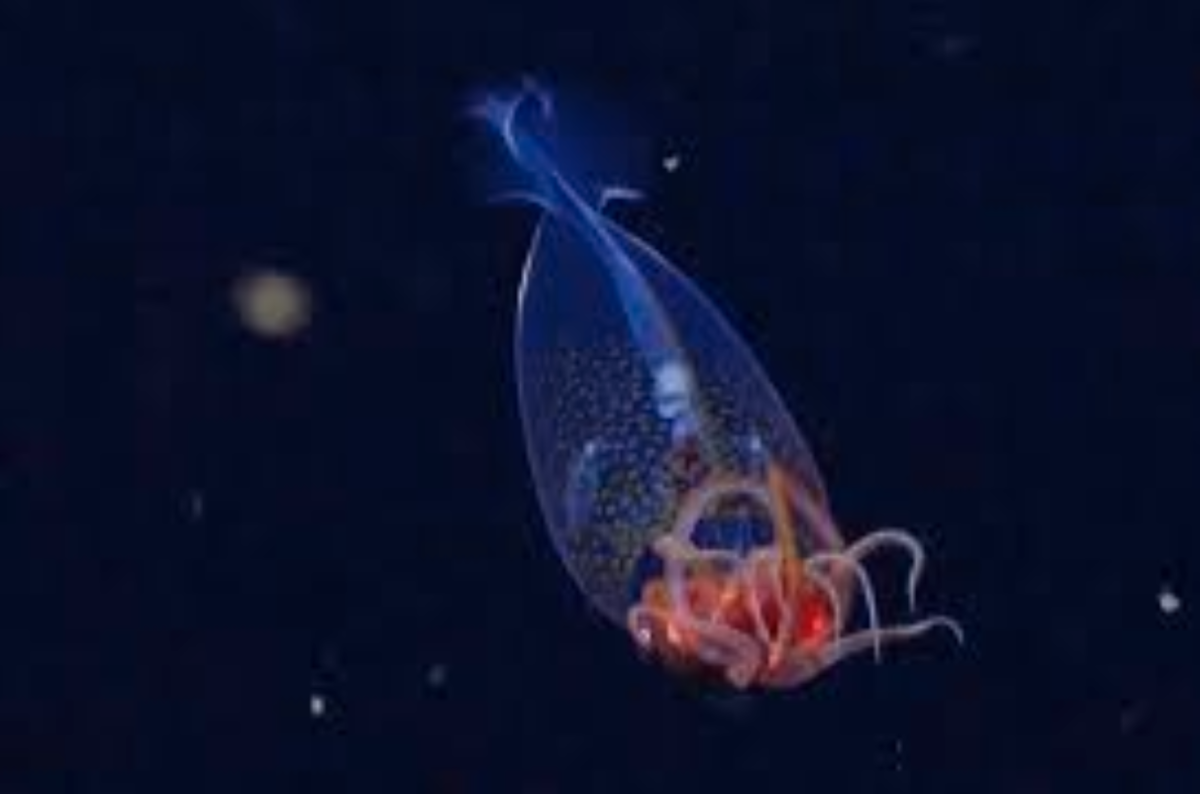 The first colossal squid footage of a baby squid was recently produced near the South Sandwich Islands.