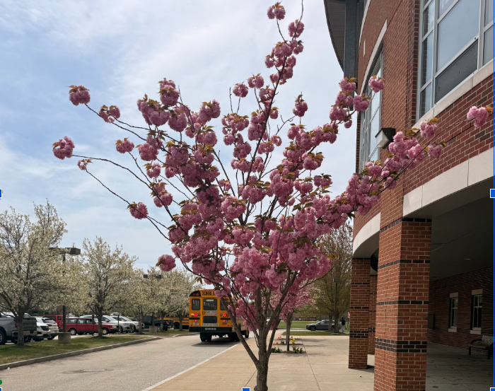 Once the cherry trees bloom outside of Hingham High, a hopeful mood of a coming spring takes root. 