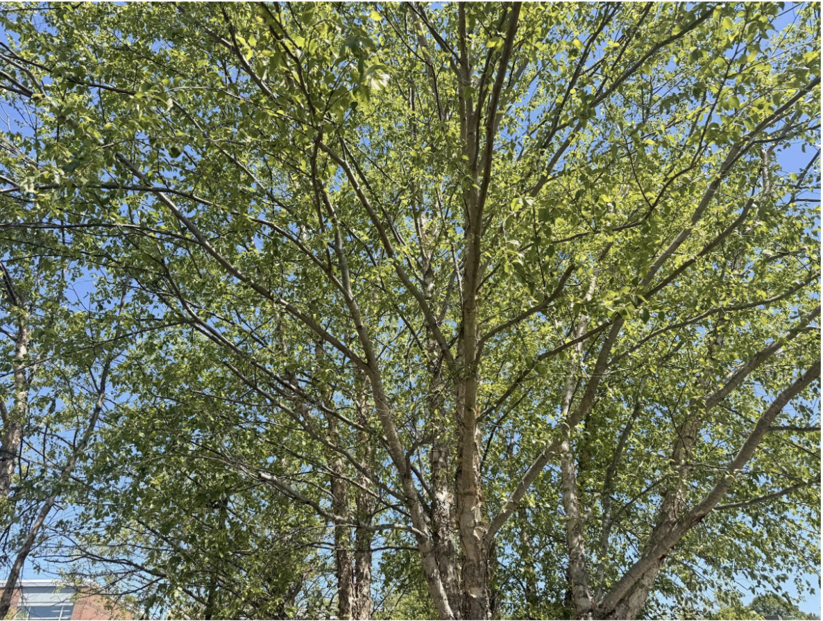 The Birch trees lining the sidewalk display their fresh, green leaves just in time.