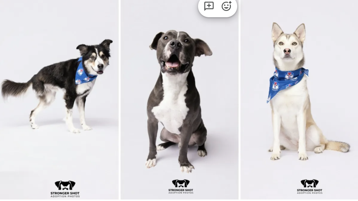 Three shelter dogs pose for their photograph by Adam Goldberg. These images promote the campaign and getting the dogs adopted.  
