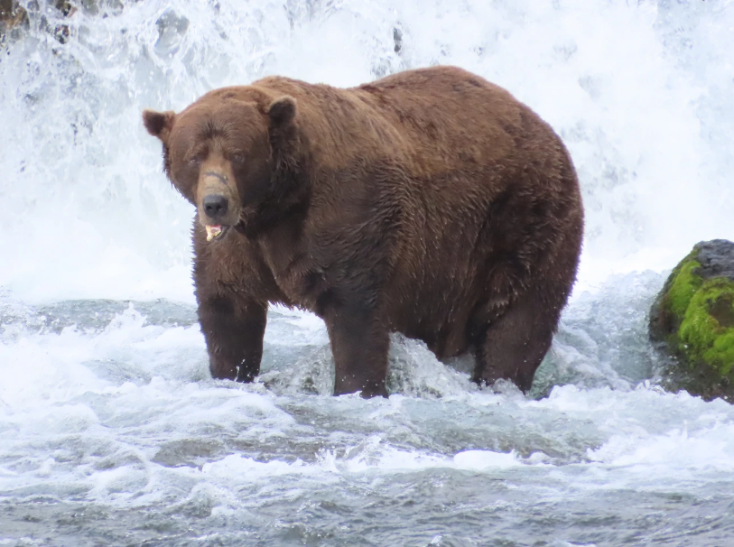 Above is a picture of 32 Chunk, the winner of Fat Bear Week 2025. Despite his broken jaw, he received the most votes out of every bear. This year, he is running again as the reigning champion! (Photographer: Tammy Carmack)
